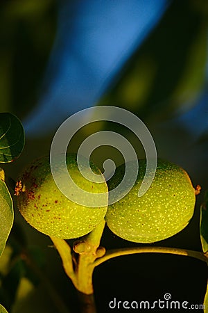 Green Wallnuts In Summer Stock Photo