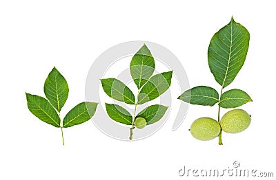 Green walnut fruit with leaf Stock Photo