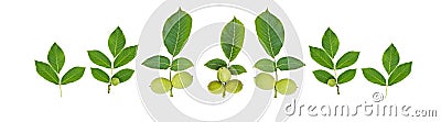 Green walnut fruit with leaf Stock Photo
