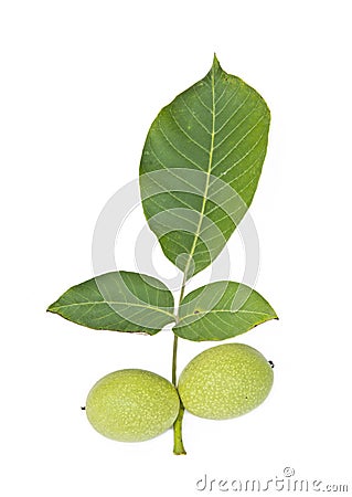 Green walnut with leaf Stock Photo