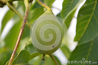 Green Walnut Stock Photo