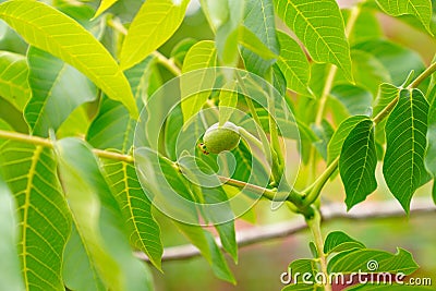 Green walnut ripen Stock Photo