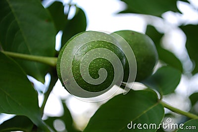 Green Walnuts Stock Photo