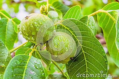 Green walnuts on a branch closeup Stock Photo