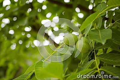 Green Walnuts Stock Photo