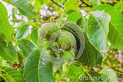 Green walnuts on a branch Stock Photo