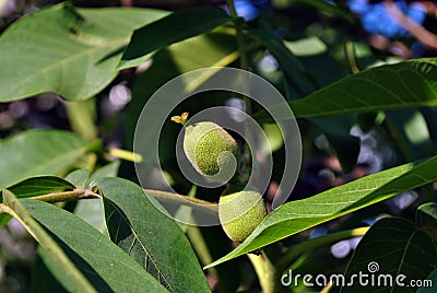 Green walnuts growing on branch with leaves close up detail Stock Photo