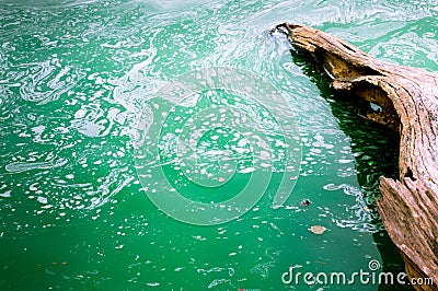 Green water with a dead tree sinking Stock Photo