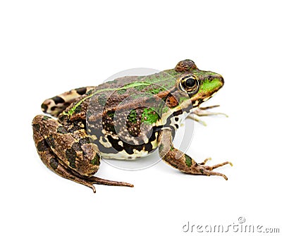 Green water frog Stock Photo