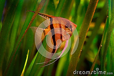 Green water grass with orange beautiful orange fish. Pterophyllum scalare Angelfish, nature green habitat. Orange and pink fish in Stock Photo