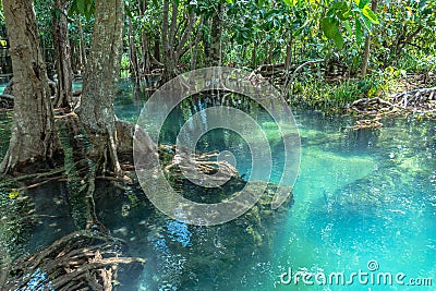 green water in green perfect swamp forest at Tha Pom Klong Song Nam Stock Photo