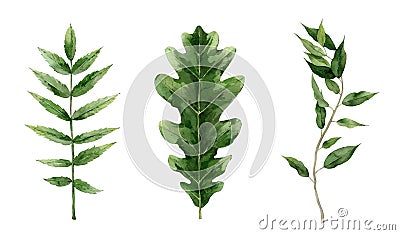 Green watercolor leaf set. Oak, rowan and ficus leaves. Botanical Illustration isolated on white background. Stock Photo