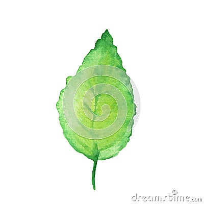 Green watercolor leaf. Spring hand-drawn illustration Cartoon Illustration