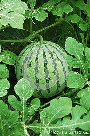 Green watermelon in a field Stock Photo