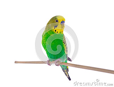 Green budgie Stock Photo