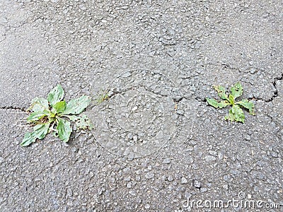 Green weeds in crack in black asphalt or pavement Stock Photo