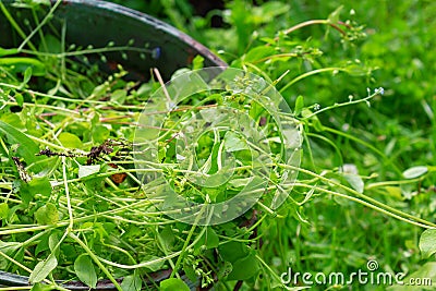Green weeds in metal bucket. Top view Stock Photo