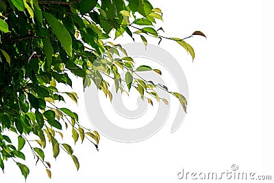 Green Weeping fig, Ficus tree branch isolate on white background Stock Photo