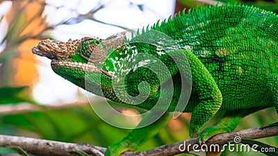 West Usambara two-horned chameleon or West Usambara blade-horned chameleon on stem of branch. Stock Photo