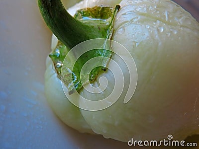 Green wet pedicle Stock Photo