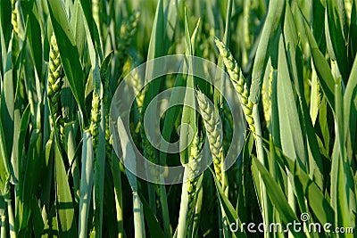 Green Wheat Stock Photo