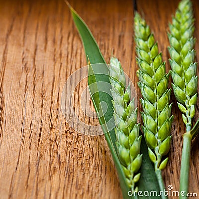 Green Wheat Stock Photo