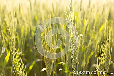 Green wheat in backlight Stock Photo