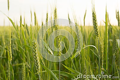 Green wheat close up Stock Photo