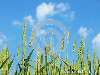 Green wheat ears Stock Photo