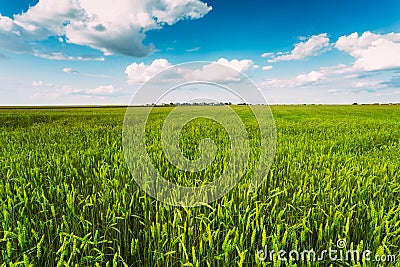 Green Wheat Ears Field, Blue Sky Background Stock Photo