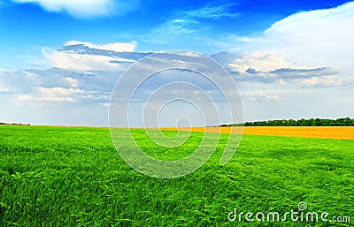Green wheat field against a blue sky in brigh, summer day in Ukr Stock Photo
