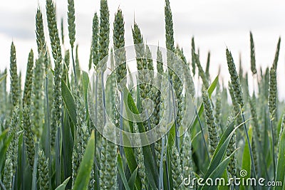 Green wheat field Stock Photo