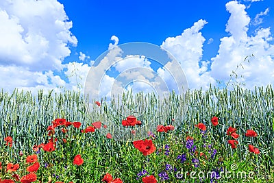 Green wheat in the field. Blue sky with cumulus clouds. Magic summertime landscape. The flowers of the June poppies around Stock Photo