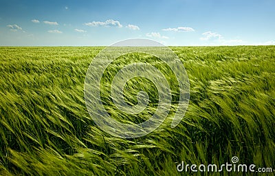 Green wheat field and cloudy sky Stock Photo