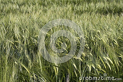 Green wheat in the field Stock Photo