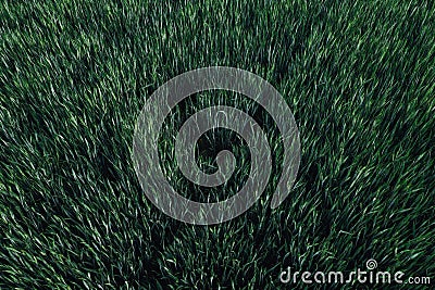 Green wheat field, high angle view aerial photography Stock Photo