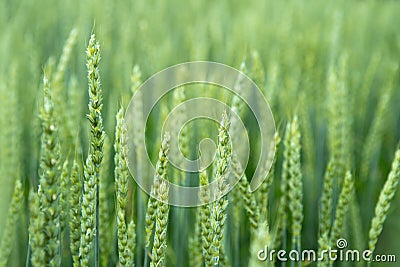 Green wheat field. Juicy fresh ears of young green wheat on nature in spring or summer field. Ears of green wheat close up Stock Photo