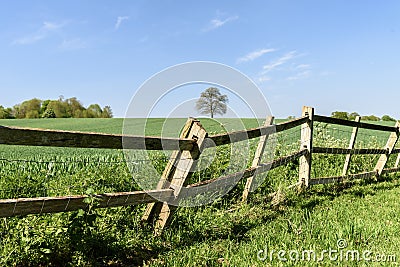 Green Wheat field with lone tree Stock Photo