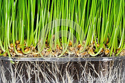 Green wheat germ with roots and soil in a transparent plastic pot, germinated grains of wheat Stock Photo