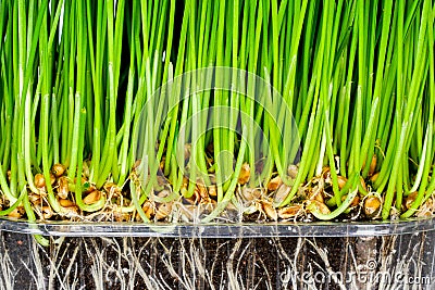 Green wheat germ with roots and soil in a transparent plastic pot, germinated grains of wheat Stock Photo