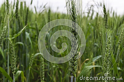 Green Wheat Grain aphids feeding on a green wheatear Stock Photo