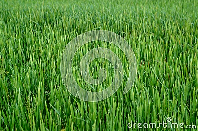 Green Wheat Grass Stock Photo
