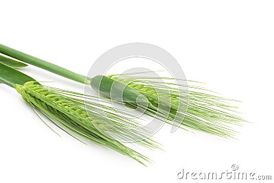 Green wheat Stock Photo