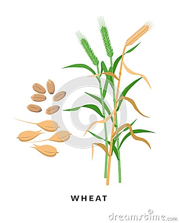 Green wheat plant and ripe wheat crop, cereal grass and grains - vector botanical illustration in flat design isolated Vector Illustration