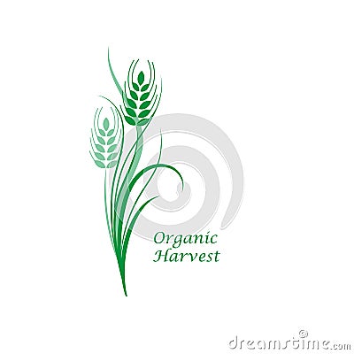Green wheat spikelet on a white isolated background. Vector illustration Vector Illustration