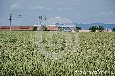 Green wheat (Triticum) field on blue sky in summer. Close up of unripe wheat ears. Field near silos, agricultural storag Stock Photo