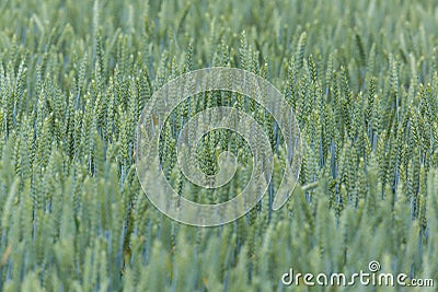 Green wheatfield Stock Photo