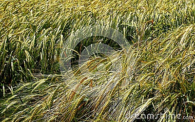 Green wheats in the field Stock Photo