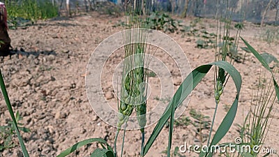 Green Wheats in Selective Focus. Stock Photo