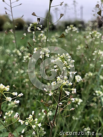 Green white flower weed grass shepherds purse & x28;Capsella bursa pastoris& x29; as background image Stock Photo